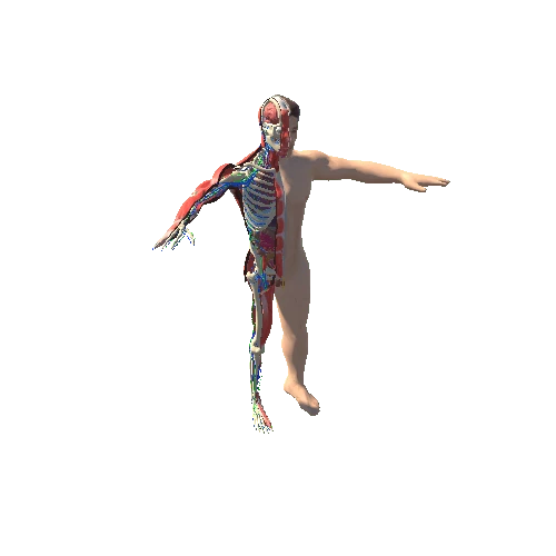 Disecction Human Body - rig